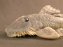 Pseudancistrus barbatus FMNH 116976 head oblique